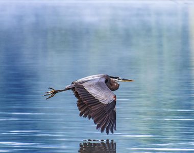 Heron flying over Lake Cumberland, Somerset-Pulaski County, KY